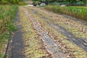 국내육성품종 ‘홍산’ 마늘 수확 한창