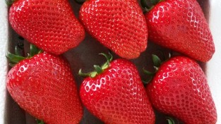비타민C 풍부한 딸기 ‘비타베리’ 개발
